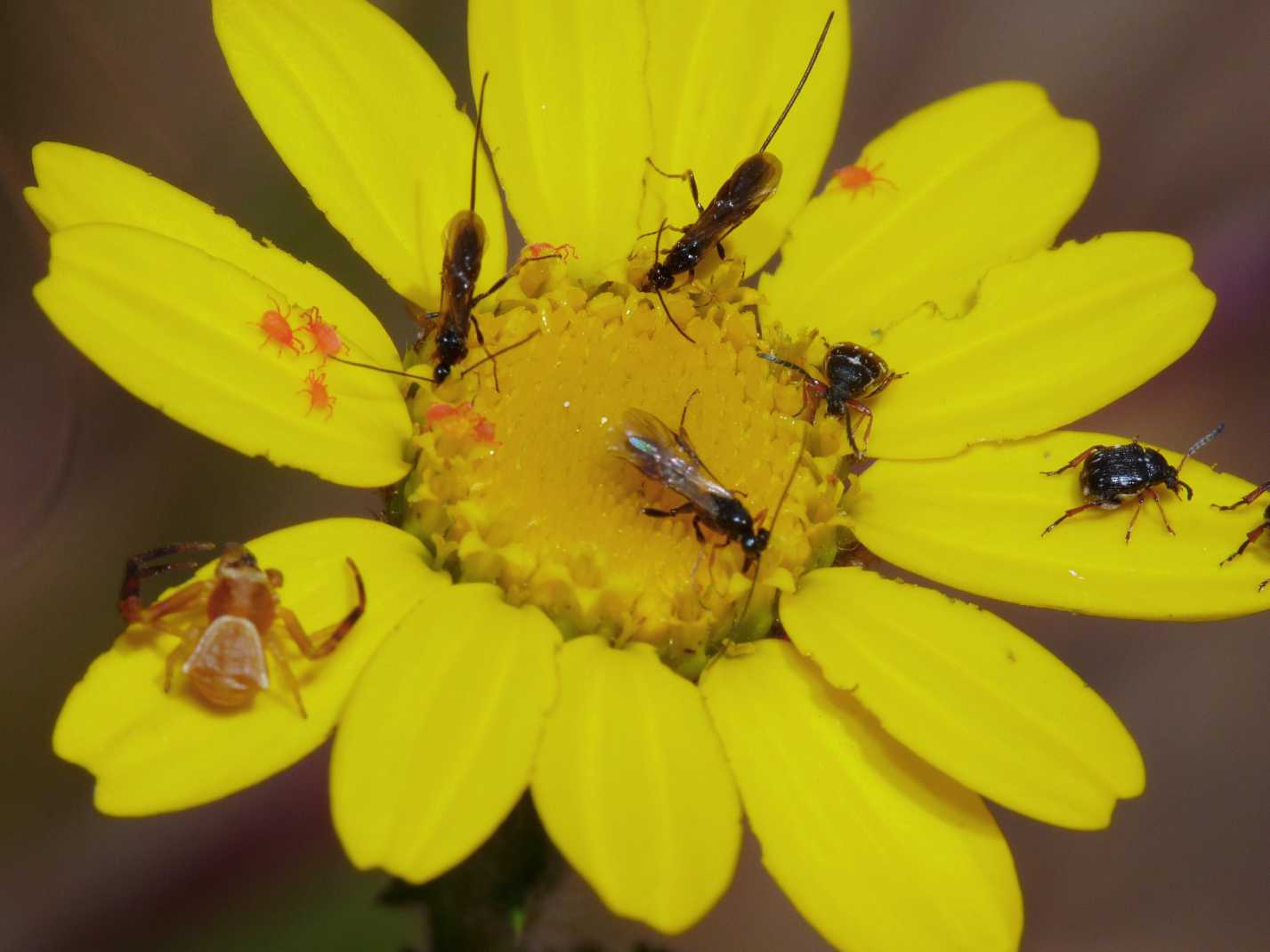 Braconidae  minuscoli sui fiori